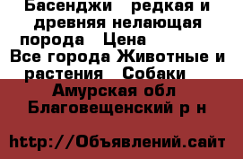 Басенджи - редкая и древняя нелающая порода › Цена ­ 50 000 - Все города Животные и растения » Собаки   . Амурская обл.,Благовещенский р-н